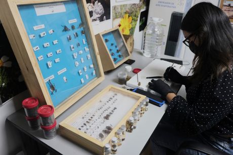 Meksiko, potraga za nestalima