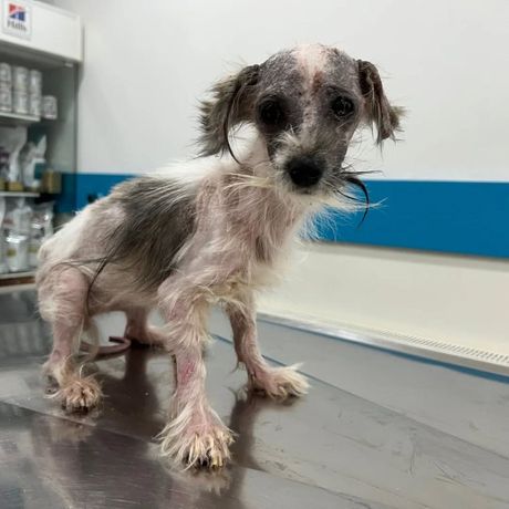 Pas Jagoda iz Jagodine