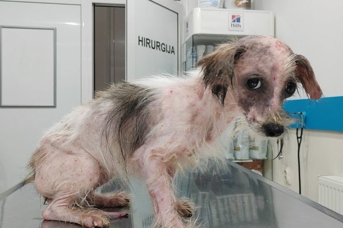 Pas Jagoda iz Jagodine