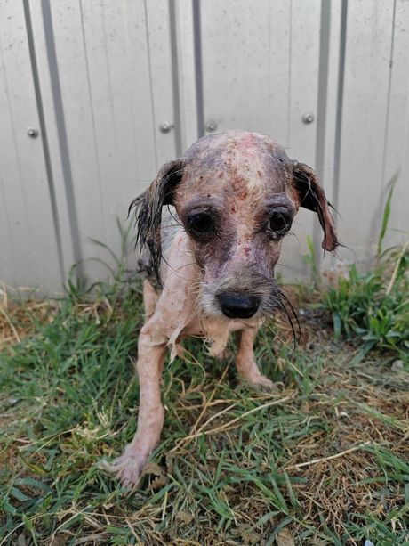 Pas Jagoda iz Jagodine