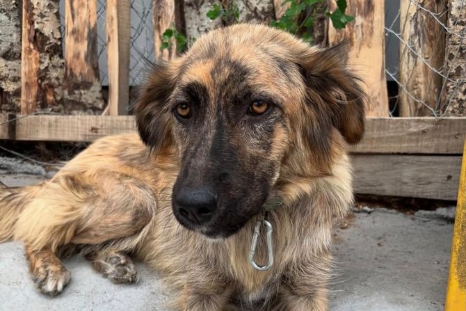 Pas Džamba Kruševac