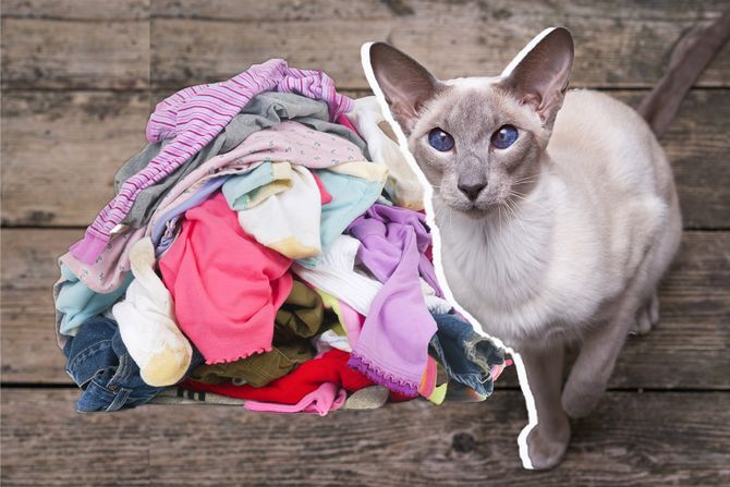 Mačka Leonardo da Pinči