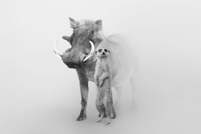 Bradavičasta svinja i merkat