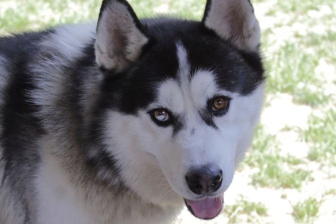 Sibriski haski Vule