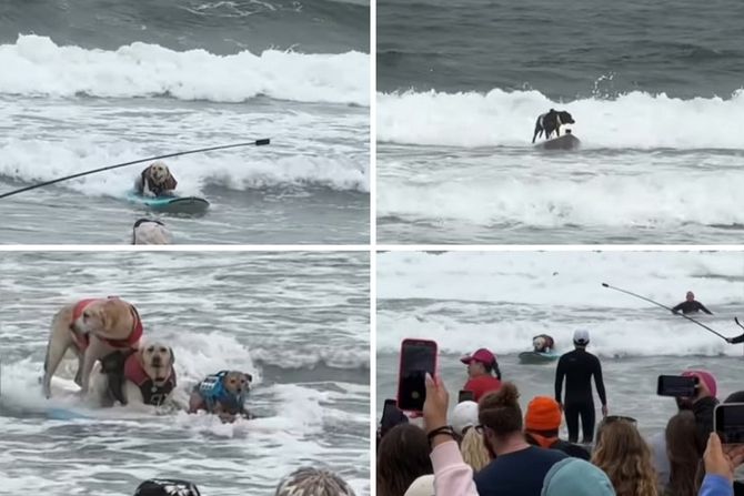 Svetsko prvenstvo u surfovanju pasa 2025