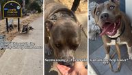 PORUKA na povocu i milion pregleda: Sudbina plavookog pitbula dirnula ljude širom sveta