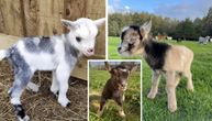 Zabava za celu porodicu: Patuljaste koze postaju sve traženiji kućni ljubimci koji obožavaju IGRU SA DECOM