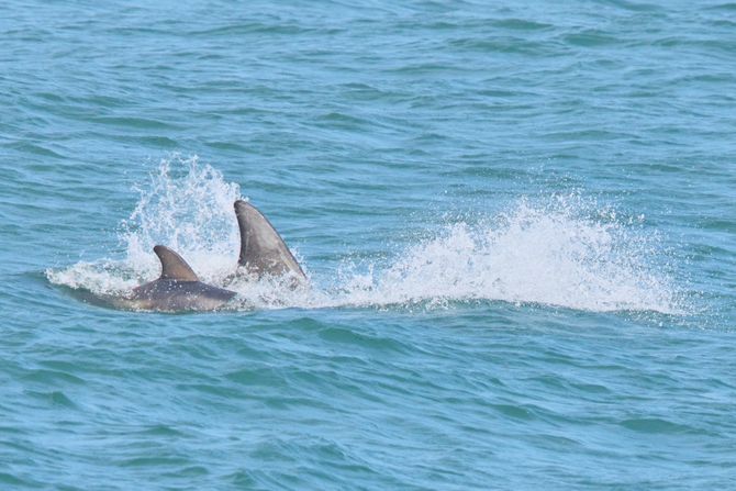 Risov delfin, Grampus griseus