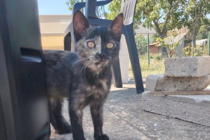 Mačka Kragujevac udomljavanje