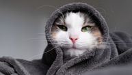 Mačka izgleda bolesno baš kad ste i vi prehlađeni: Uzrok nije vaš virus, već nešto sasvim drugo