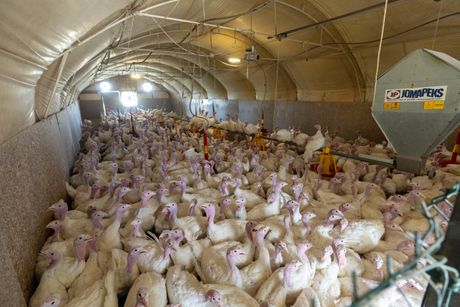 Proizvodnja ćurećeg mesa