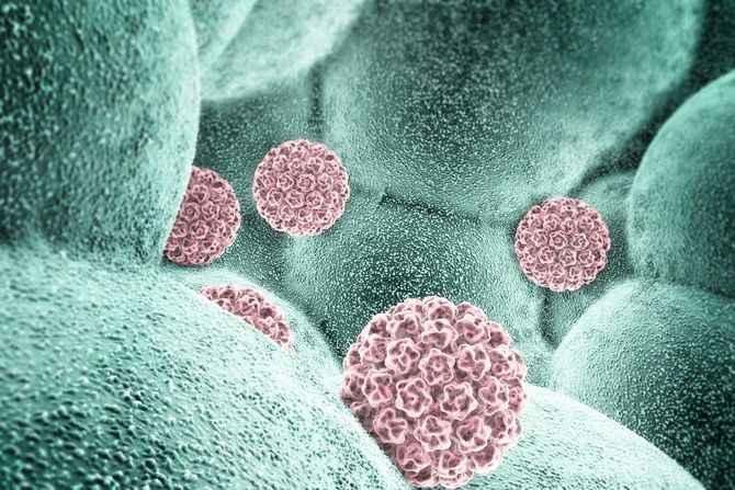 Humani papiloma virus