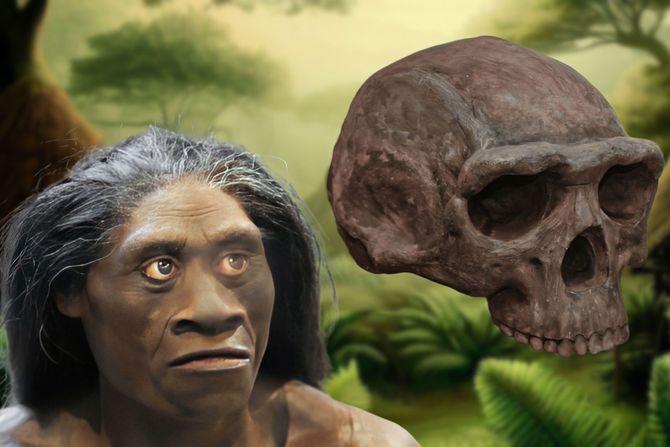 Homo floresiensis, hobit