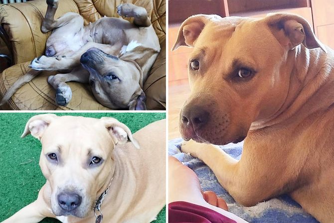 Staford Stela udomljavanje