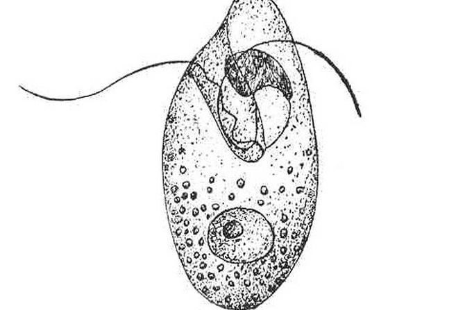 dinoflagelata, Oxyrrhis marina