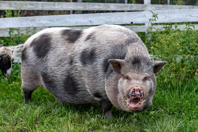 Vijetnamska svinja