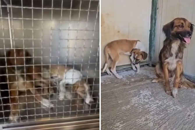 Psi upucani kod Čačka