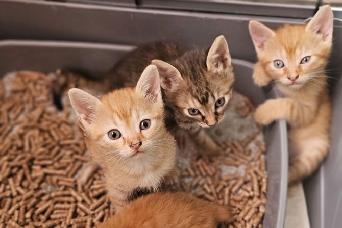 13 mačića udomljavanje