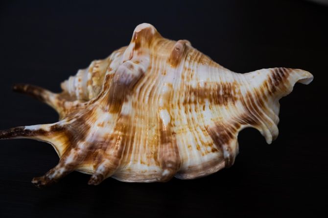 ljuštura, kućica morskog puža