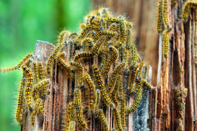 Malacosoma californicum