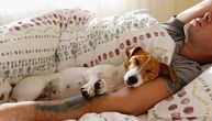 Kako najlakše odvići psa od vašeg kreveta: Koraci, nagrade i šta kada tvrdoglavi ljubimac ne popušta