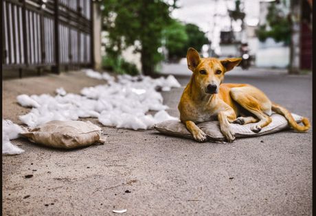 Ulični pas u Indiji