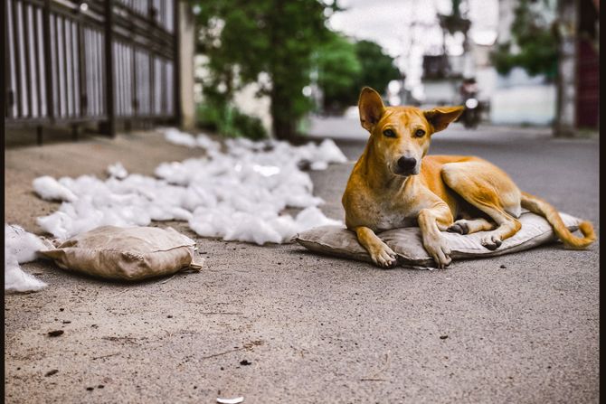 Ulični pas u Indiji