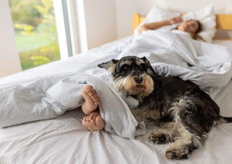 Pas spavanje u krevetu