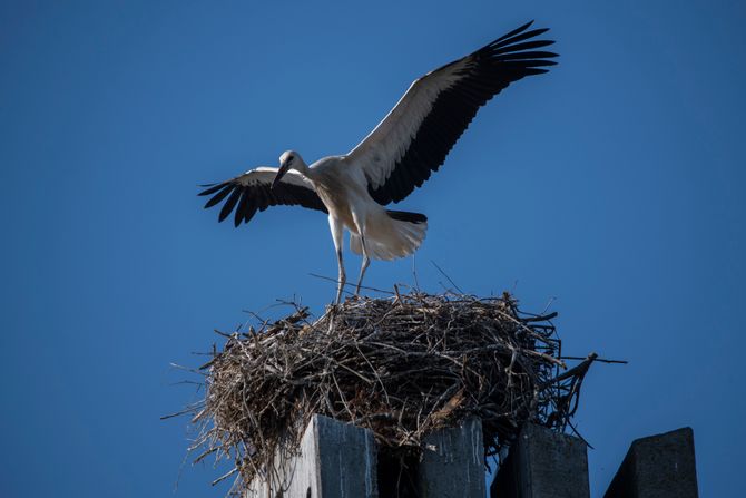 NOVI SAD BELE RODE KOLONIJA
