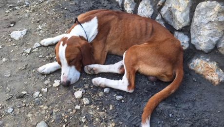 Miša posavski gonič