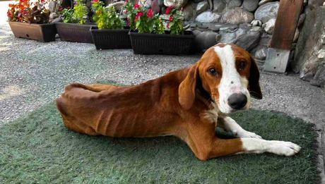 Miša posavski gonič