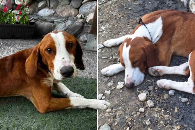 Miša posavski gonič