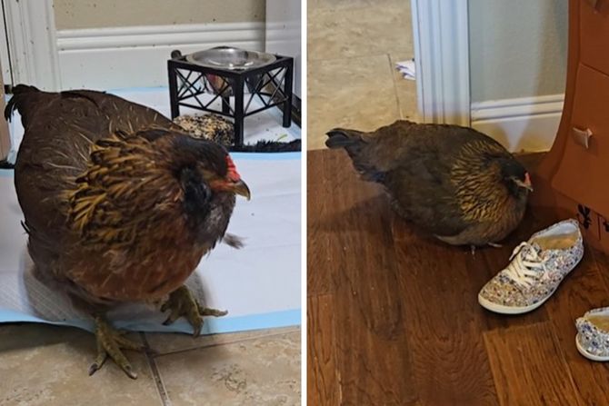 Perl najstarija koka na svetu