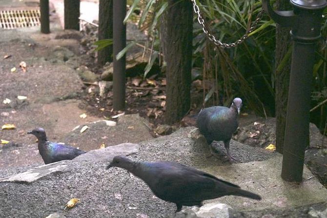 crvenoglavi golubovi, Ogasavara