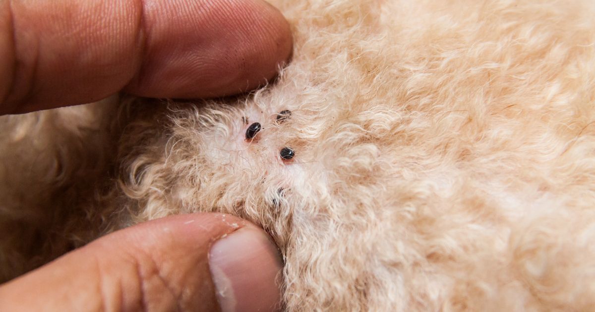 Na krznu ljubimca su tačkice nalik mlevenom biberu: Momentalno uradite TEST sa MOKROM MARAMICOM!
