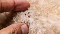 Na krznu ljubimca su tačkice nalik mlevenom biberu: Momentalno uradite TEST sa MOKROM MARAMICOM!