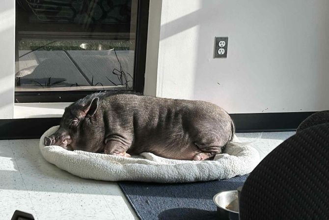 Svinja Velington udomljavanje