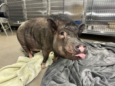 Svinja Velington udomljavanje