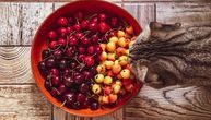 Iz ove sočne voćke vreba opaki cijanid: Budite veoma oprezni, samo jedan plod može presuditi vašoj mački