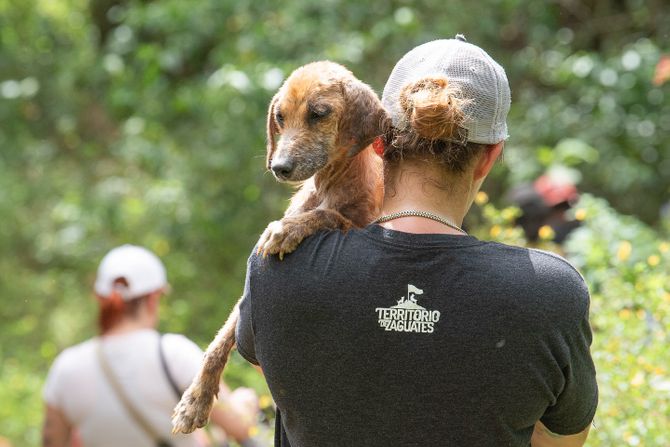 Territorio de Zaguates azil za pse Kostarika