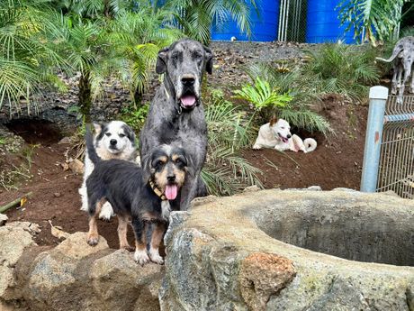 Territorio de Zaguates, azil za pse u Kostariki