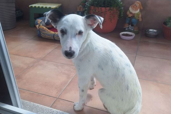 Pronađen pas Medak 2