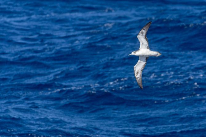 Calonectris leucomelas, streaked shearwater