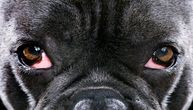 Pogledali ste psu u oči i uplašili se jer su krvave: Postoji 5 razloga zbog kojih poprimaju crvenu boju