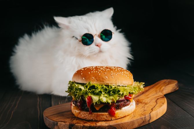 Mačka i burger