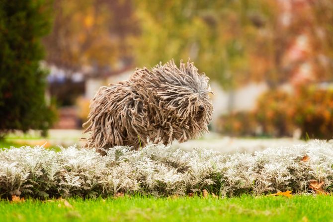 Komondor