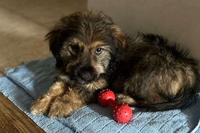 Mužjak Novi Beograd