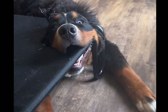 Bernski planinski pas Frenklin