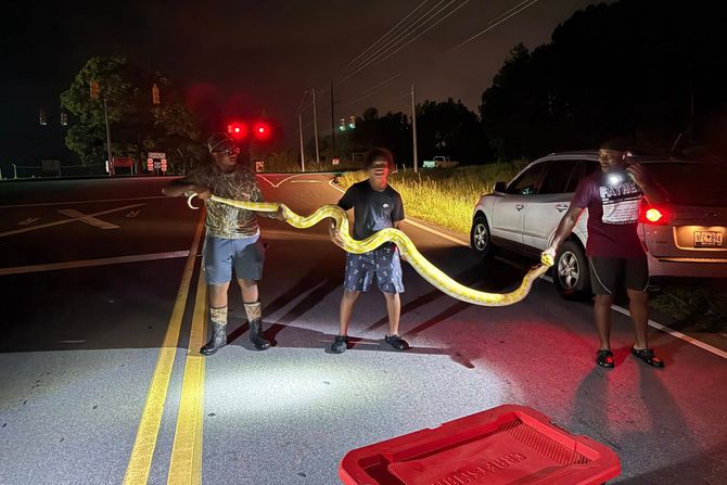 Piton Južna karolina