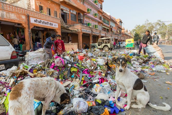 Ulični psi u Indiji
